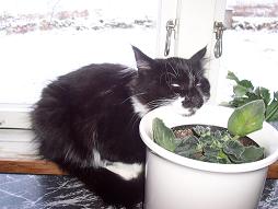katt